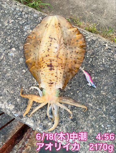アオリイカの釣果