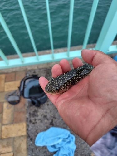 フグの釣果