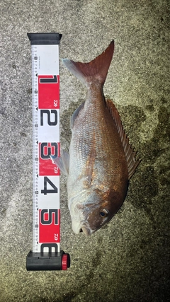 タイの釣果