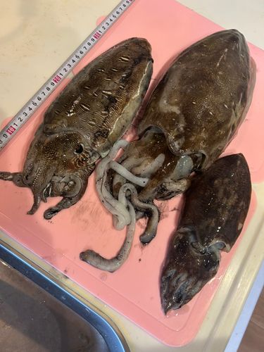 イカの釣果