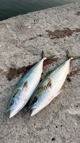 ヒラマサの釣果
