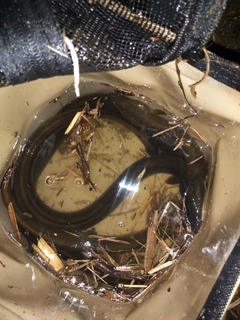 ウナギの釣果