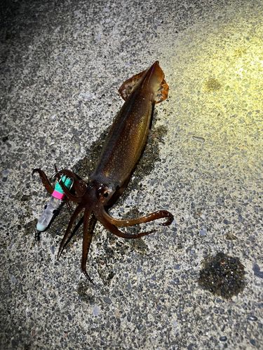 スルメイカの釣果