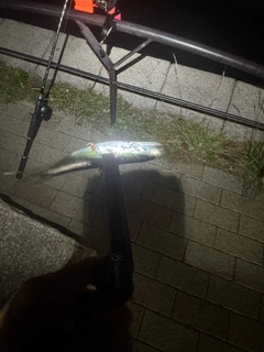 カタクチイワシの釣果