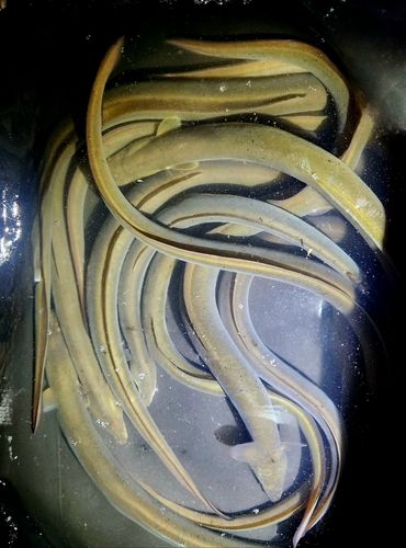 ウナギの釣果