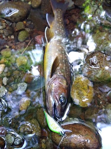 イワナの釣果