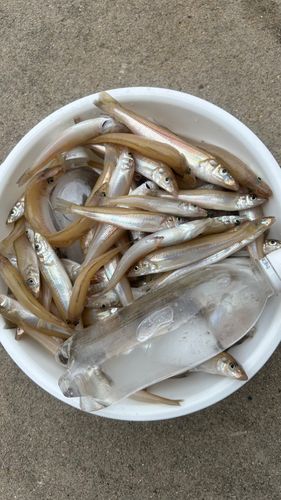 キスの釣果