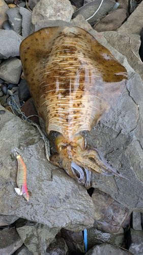アオリイカの釣果