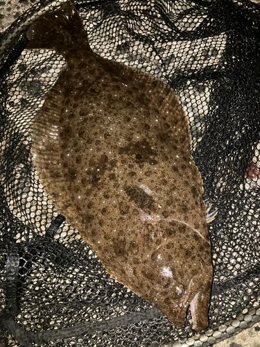 ヒラメの釣果