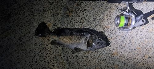クロソイの釣果