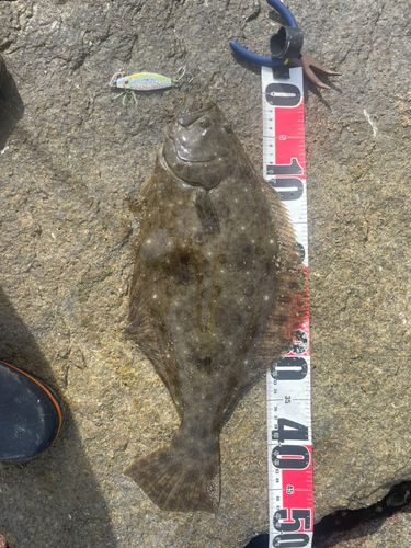 ヒラメの釣果