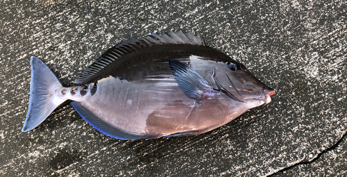 ニザダイの釣果