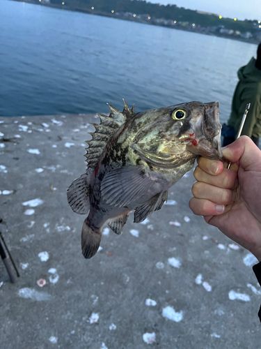 クロソイの釣果