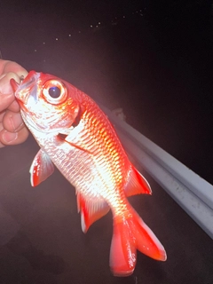 アカマツカサの釣果