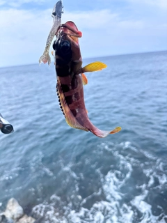 アカハタの釣果