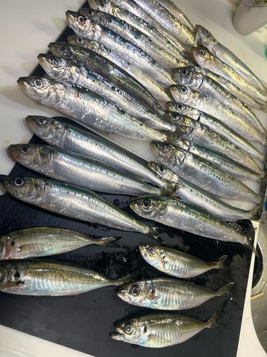 マイワシの釣果