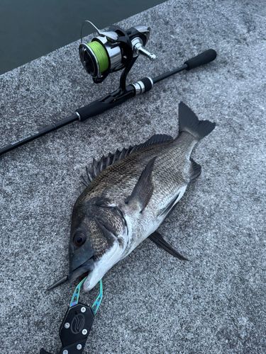 チヌの釣果
