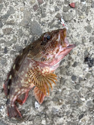 ガシラの釣果
