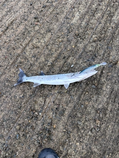 オニカマスの釣果