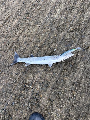 オニカマスの釣果