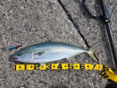 ワラサの釣果