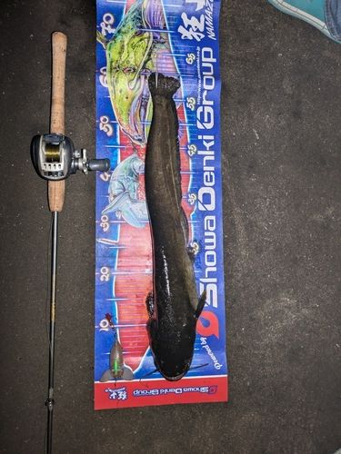 マナマズの釣果