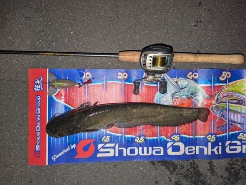 マナマズの釣果