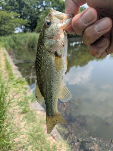 ラージマウスバスの釣果