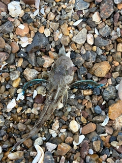 ハゼの釣果