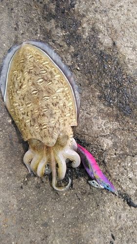モンゴウイカの釣果