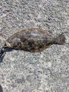ヒラメの釣果