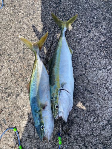 ハマチの釣果