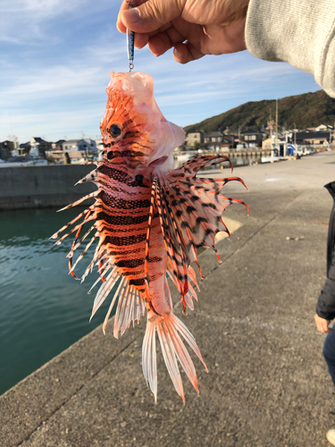 ミノカサゴの釣果