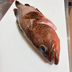 アコウの釣果