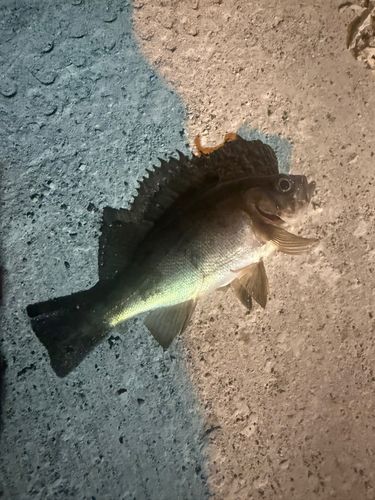 アカメバルの釣果