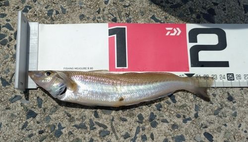 キスの釣果