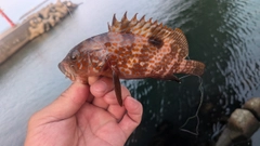 キジハタの釣果