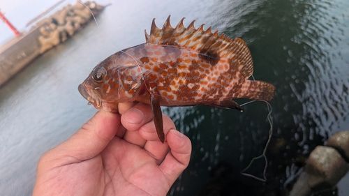 キジハタの釣果