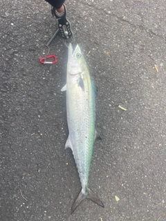 サゴシの釣果