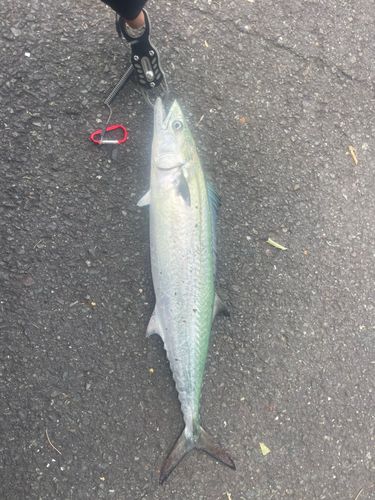 サゴシの釣果