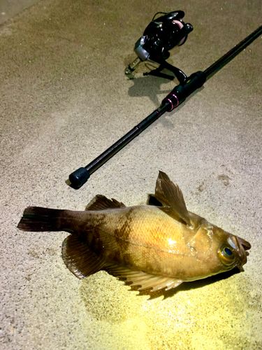 シロメバルの釣果