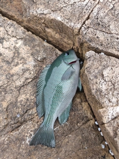クチブトグレの釣果