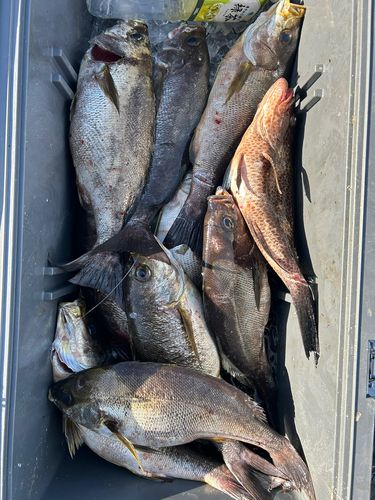 イサキの釣果