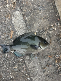 メジナの釣果