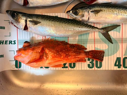 アヤメカサゴの釣果