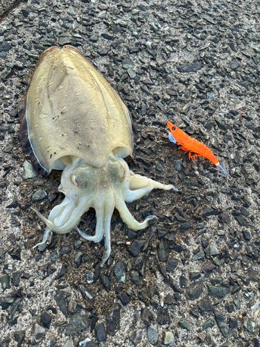 釣果