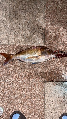 マダイの釣果