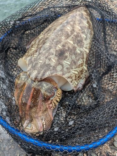 モンゴウイカの釣果