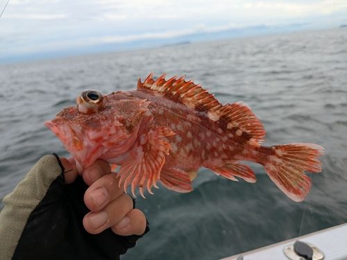 アカメバルの釣果