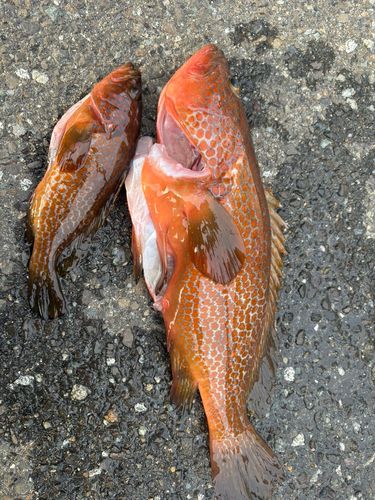 キジハタの釣果